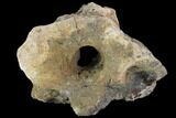 Triceratops Occipital Bone (base of skull) - Montana #100406-2